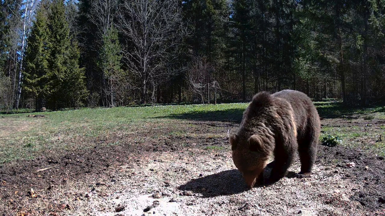 爱沙尼亚，一个炎热的晴天和熊在森林里视频素材