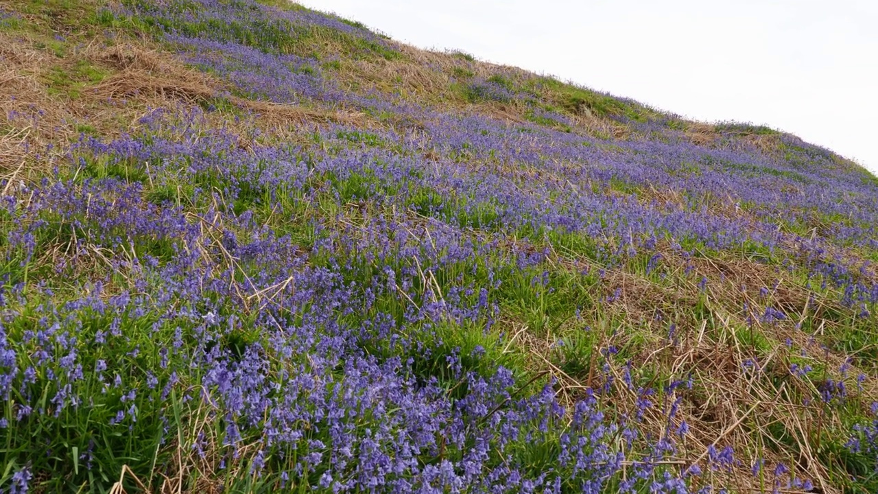 英国湖区安布尔塞德的万斯费尔山坡上盛开的蓝铃花。视频素材