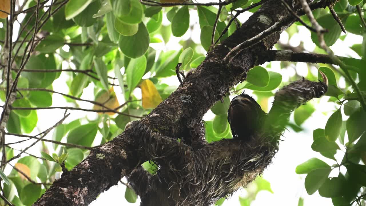 热带雨林中的树懒，哥斯达黎加野生动物，爬树，棕色喉咙三趾树懒(斑尾草)在托图盖罗国家公园缓慢移动，野生动物，中美洲视频素材