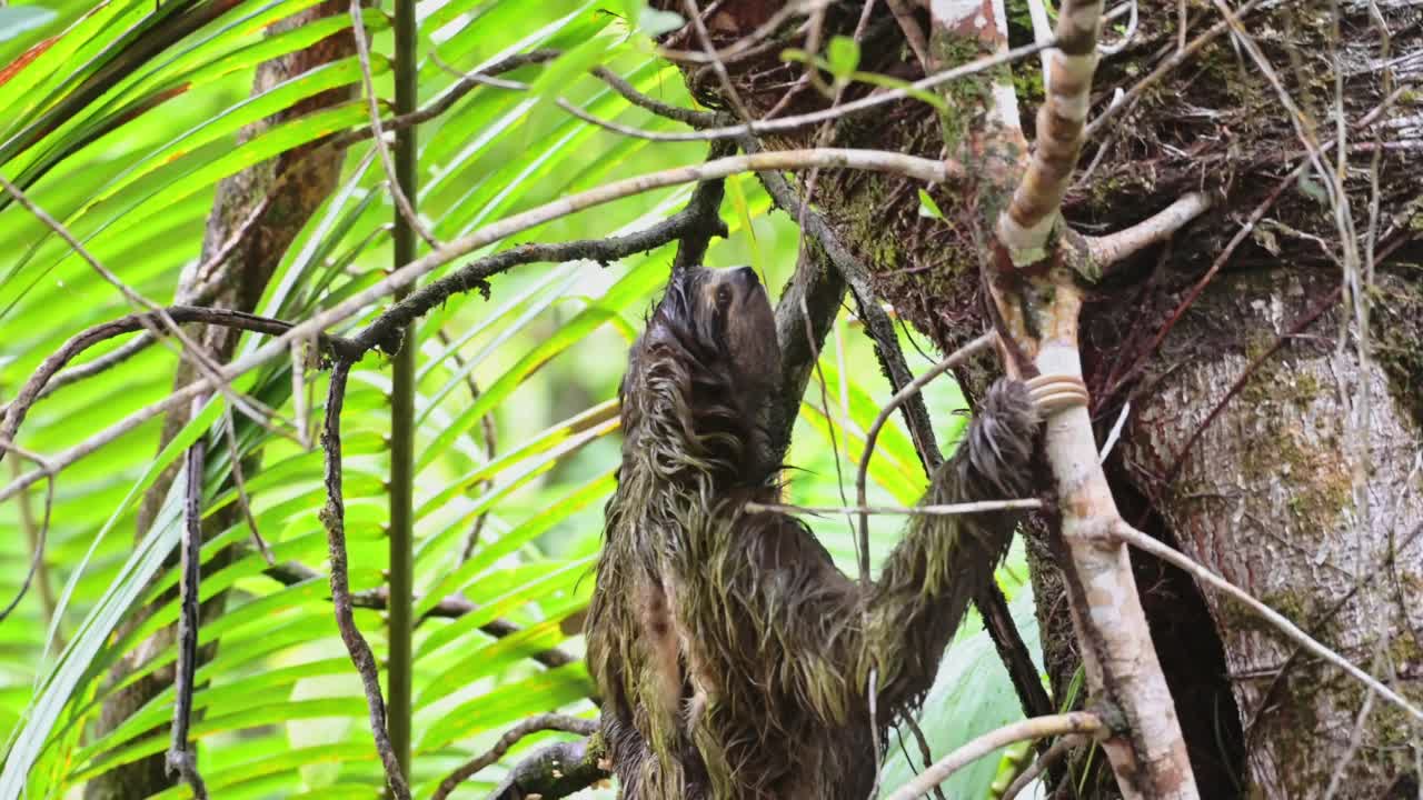 热带雨林中的树懒，哥斯达黎加野生动物，爬树，棕色喉咙三趾树懒(斑尾草)在托图盖罗国家公园缓慢移动，野生动物，中美洲视频素材