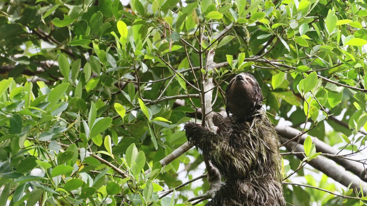 热带雨林中的树懒，哥斯达黎加野生动物，爬树，棕喉三趾树懒(斑尾松)在树上缓慢移动，托图盖罗国家公园，中美洲视频素材