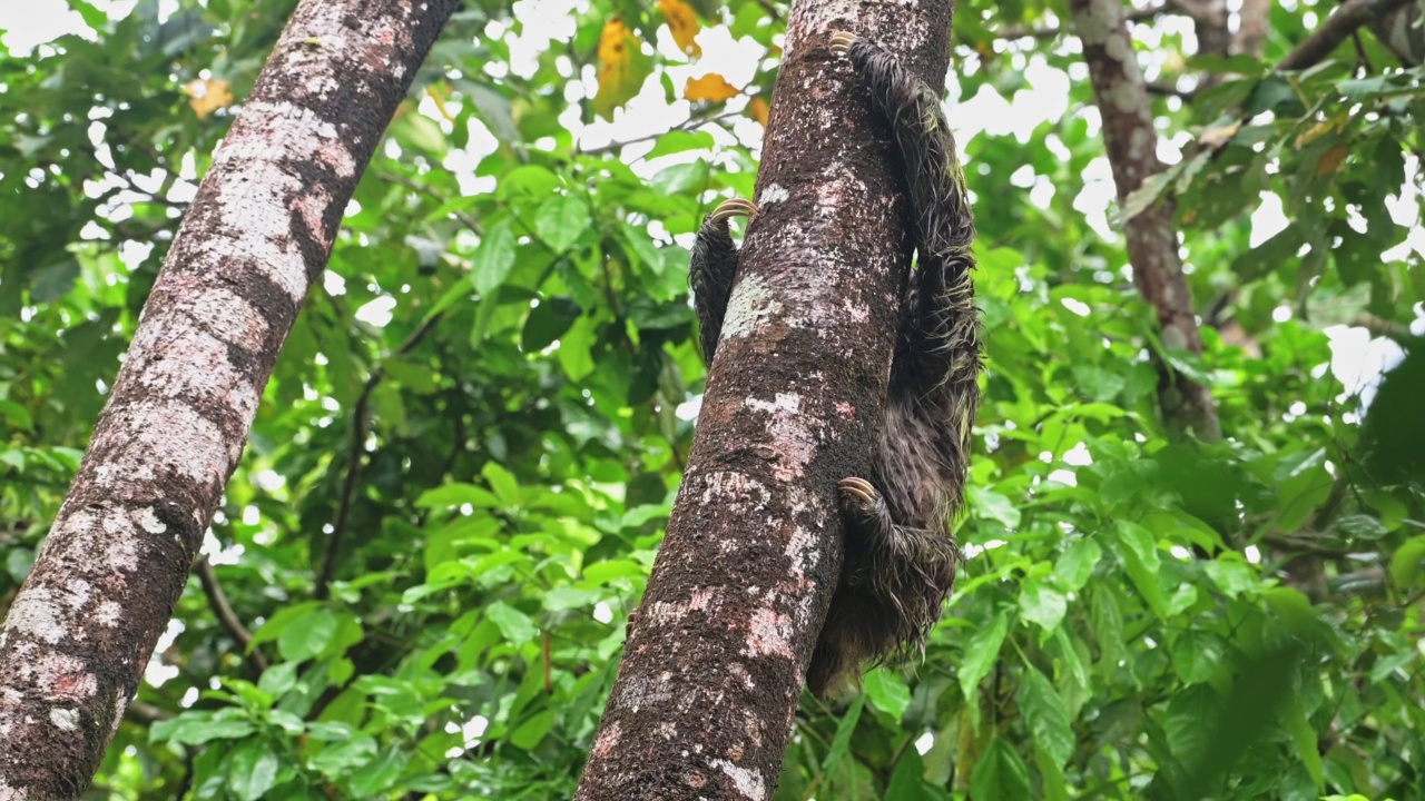 热带雨林野生动物，树懒在哥斯达黎加，爬树，棕色喉咙三趾树懒(斑尾草)在托图盖罗国家公园缓慢移动，野生动物，中美洲视频素材