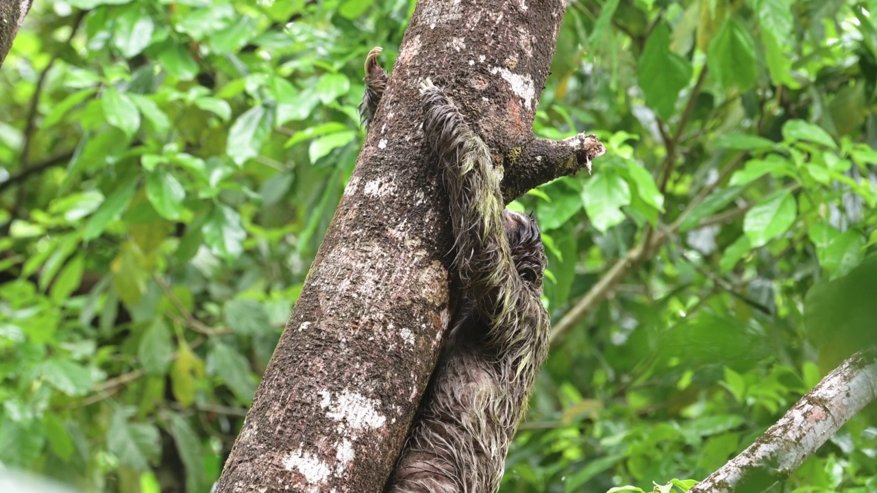 热带雨林中的树懒，哥斯达黎加野生动物，爬上一棵树，棕色喉咙三趾树懒(斑尾松)在丛林中的树缓慢移动，在托图盖罗国家公园，中美洲视频素材