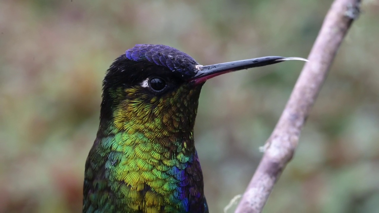哥斯达黎加蜂鸟，火喉蜂鸟(潘特佩徽章)鸟近距离肖像彩色羽毛和脸的宏观细节，美丽的自然和保护背景视频下载