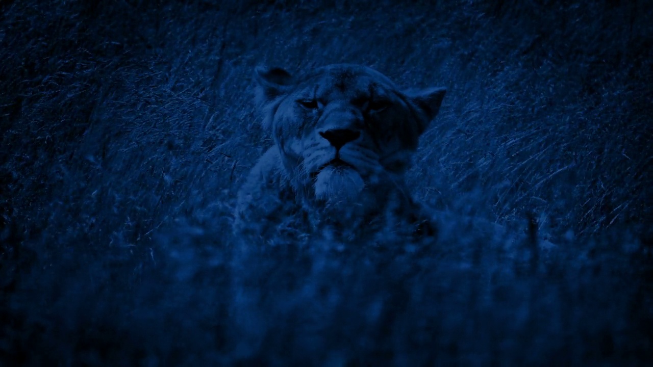 晚上在长草丛中仰望的母狮视频素材