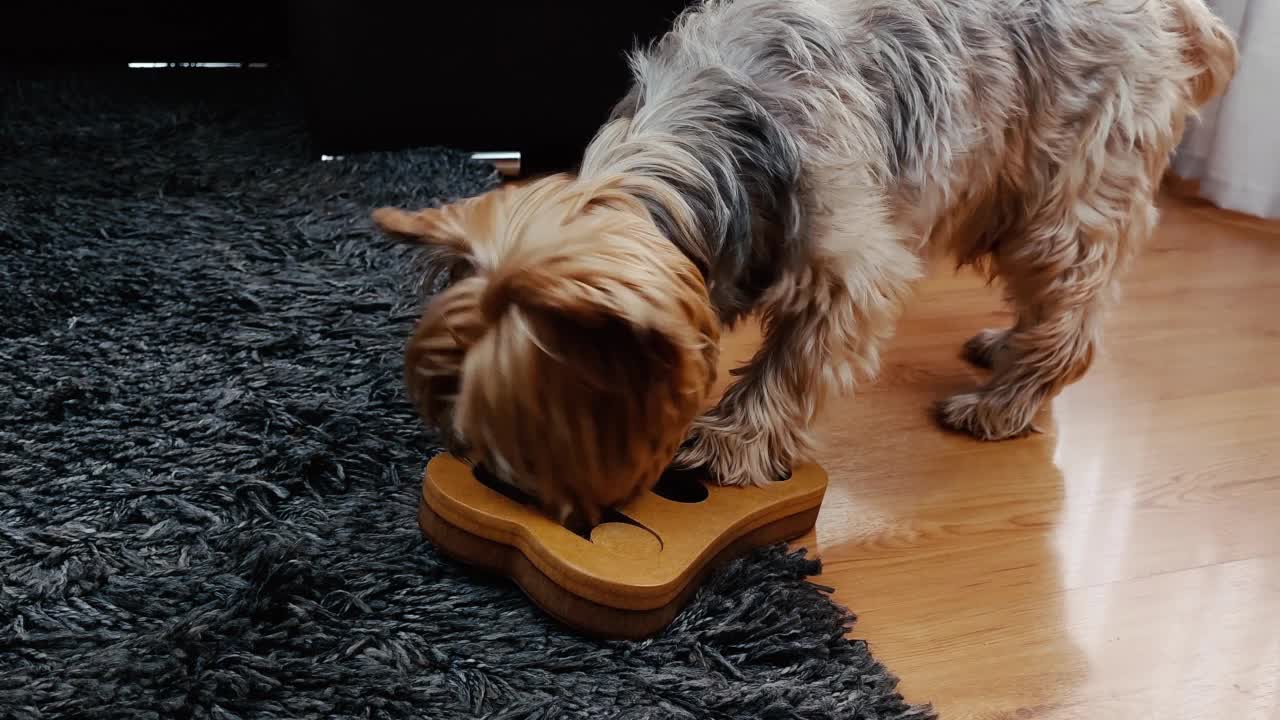 玩拼图的狗。聪明的约克郡犬在智力发育的容器中寻找美味的食物。视频素材