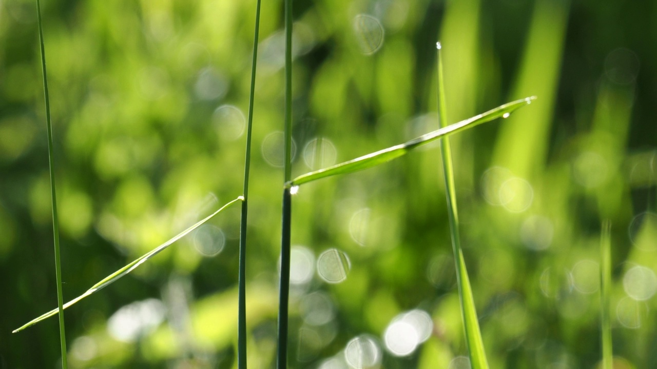 一种带露珠的草植物，在安布尔赛德，英国。视频素材