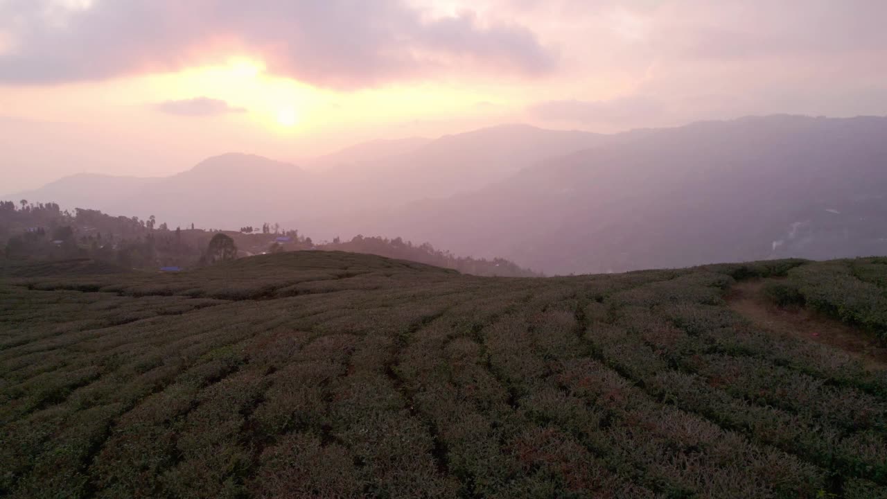 航拍视频飞向右边的伊兰茶园在伊兰，尼泊尔，日落视频素材