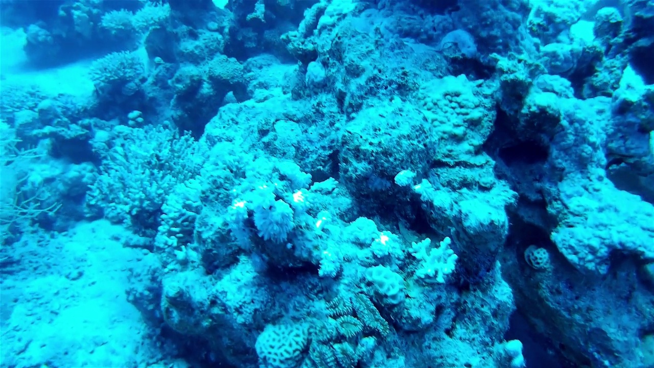 水下的紫石斑鱼视频素材