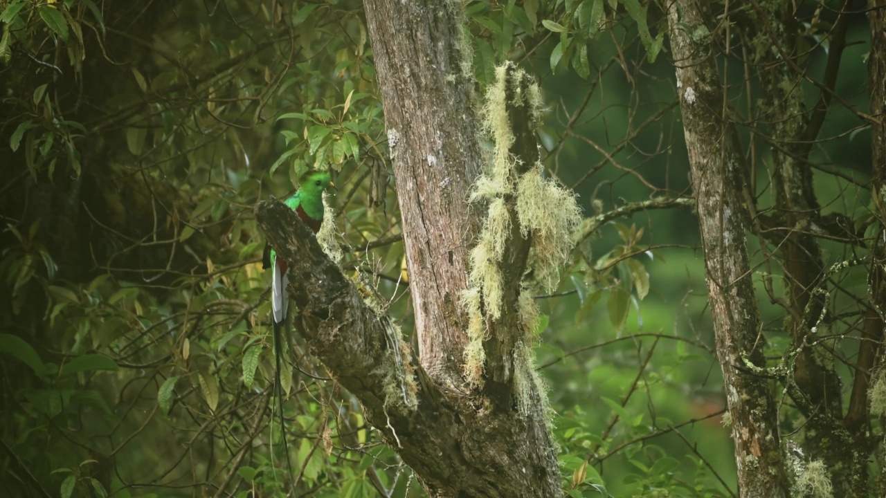 金碧辉煌的格扎尔(pharomachrus mocinno)，热带鸟和哥斯达黎加野生动物，惊人的绿色，鲜艳的颜色，明亮的鸟从热带雨林树的风景，中美洲视频下载