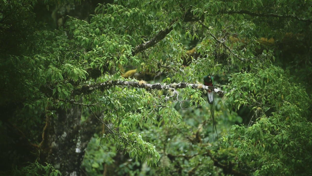 金碧辉煌的格扎尔(pharomachrus mocinno)，哥斯达黎加的热带鸟，惊人的绿色，鲜艳的颜色，明亮的鸟在雨林中飞行，从栖息在树上的树枝，中美洲视频下载