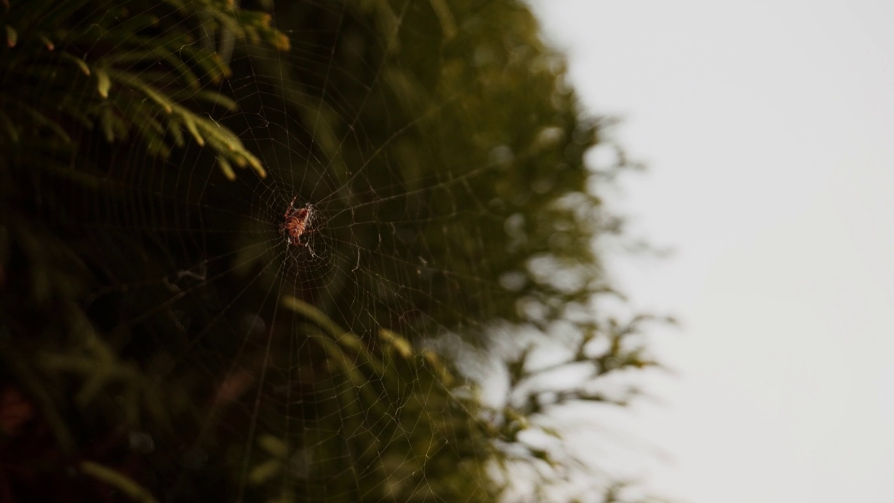 蜘蛛坐在网上，风吹，然后人戳蜘蛛，昆虫落视频素材