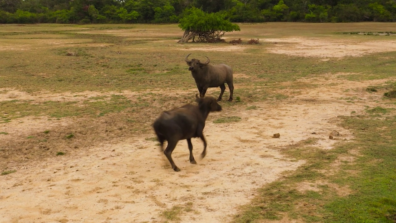 国家公园里的水牛。斯里兰卡。视频素材