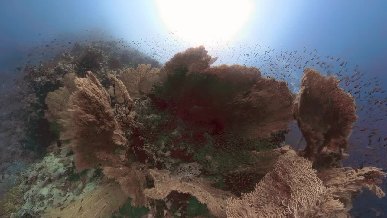 在埃及红海Gorgonian扇形珊瑚中，侏儒清扫者又名Glassfish (parapriacanthus ransonneti)的4k视频片段视频素材
