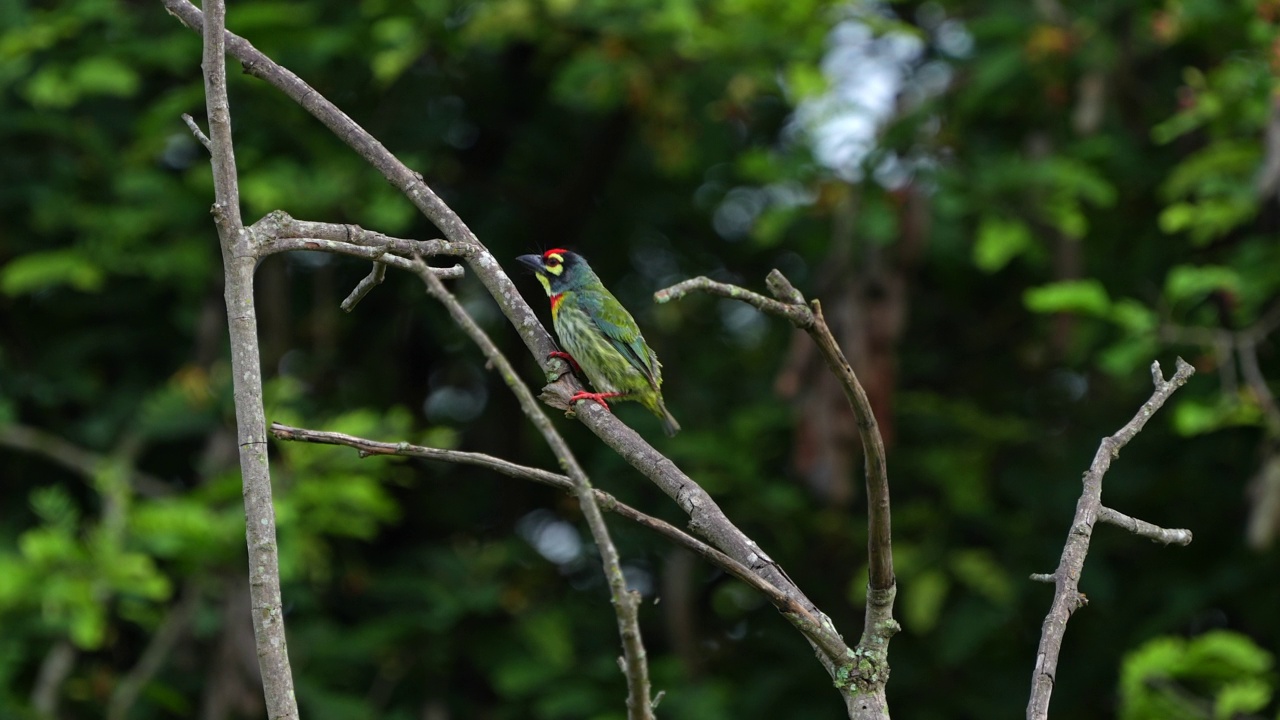 五彩缤纷的鸟铜匠巴贝(Megalaima haemacephala)在自然背景泰国视频素材