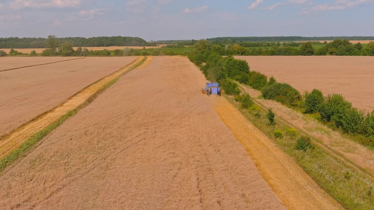 日落时分在麦田里工作的收割机。割草机收集成熟的小麦。金色田野里成熟的稻穗。视频素材