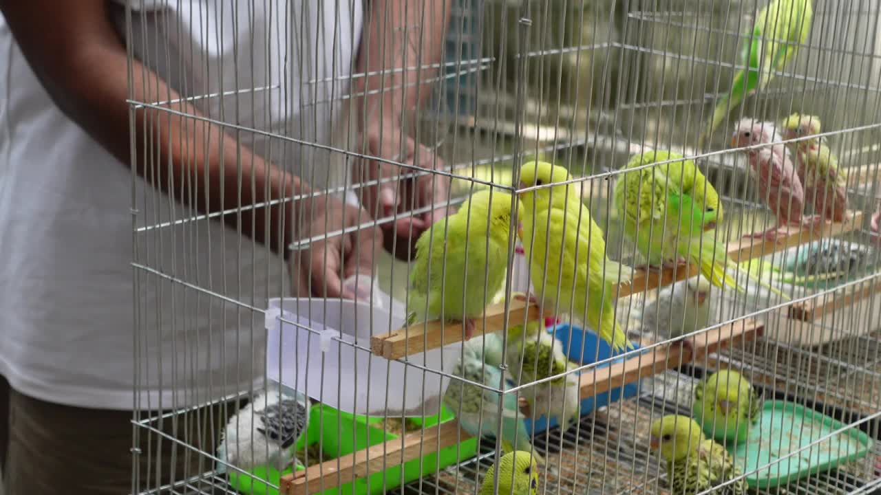 美丽的爱情鸟在笼子里视频素材