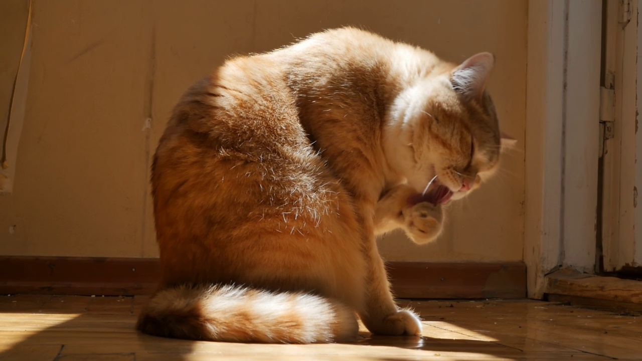 家猫坐在窗边的地板上，在阳光的照射下用爪子舔着它的嘴。红猫非常努力地按他的爪子，洗他的脸。慢动作视频下载