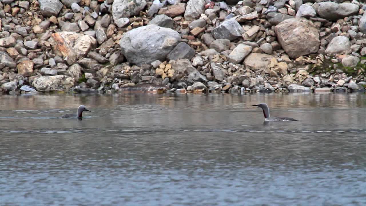 斯瓦尔巴群岛池塘中，红颈潜水者追逐雌鱼视频下载