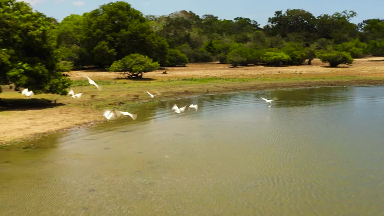 热带景观，湖泊和鸟类。斯里兰卡。视频素材