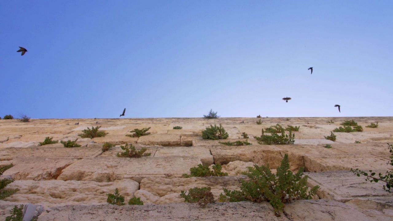 恸哭墙(kotel，西部)与雨燕鸟在慢动作飞行视频素材
