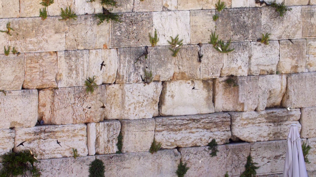 有雨燕和飞鸟的哭墙，耶路撒冷视频素材