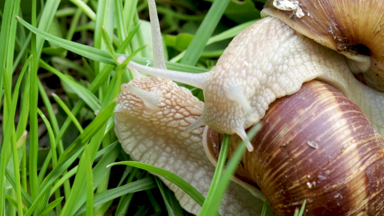 一些蜗牛在绿色的草丛中缓缓移动，春天的雨天。蜗牛出来。美丽的近距离4k视频与棕色蜗牛在草地上滑动。花园蜗牛。螺旋科的陆生蜗牛视频下载
