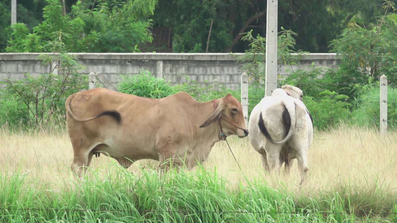 2头牛在草地上视频素材