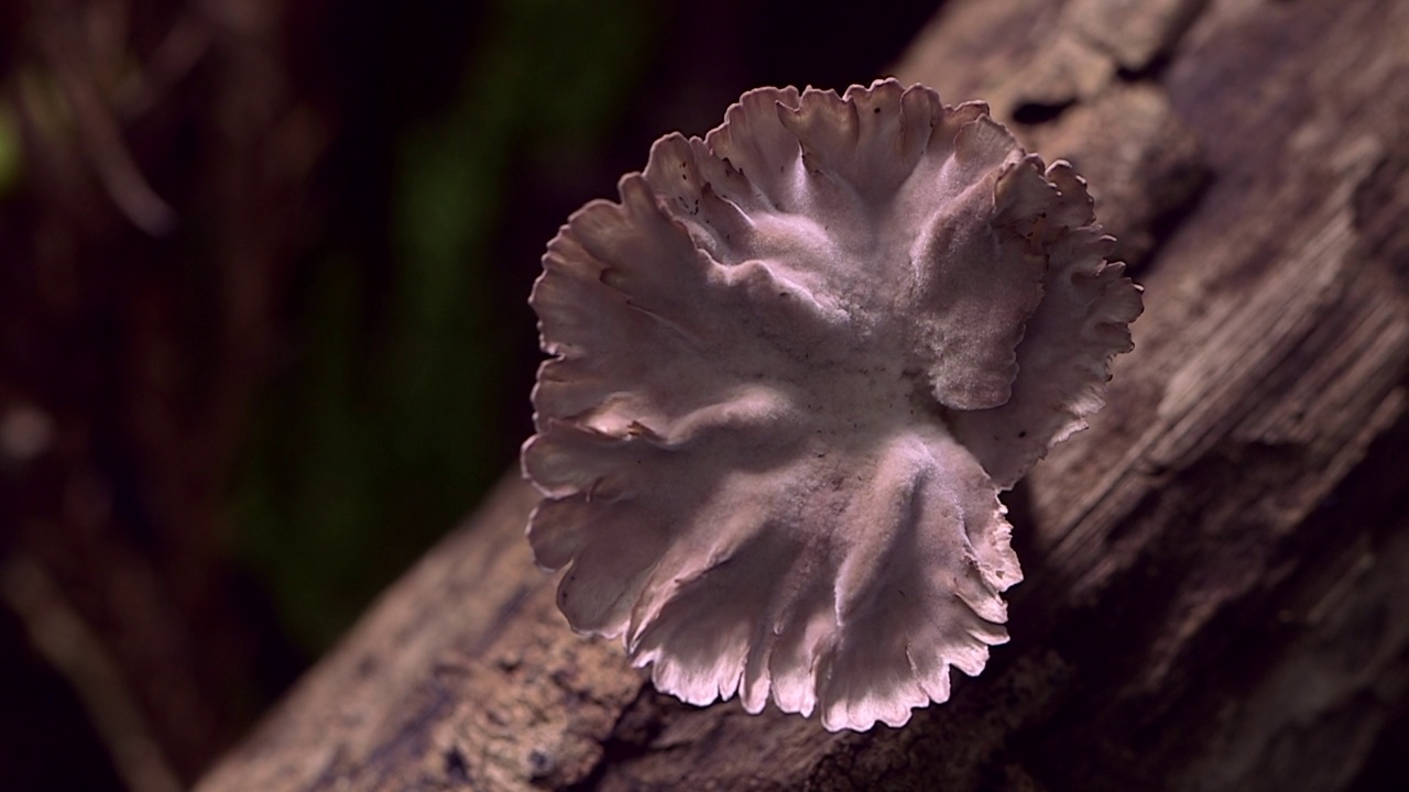日本鹿儿岛屋久岛森林里的野生蘑菇视频下载