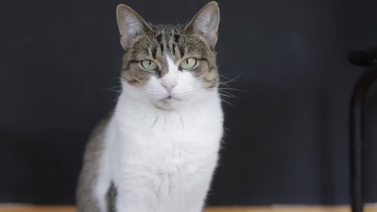 一只美丽的绿眼睛猫的肖像视频素材