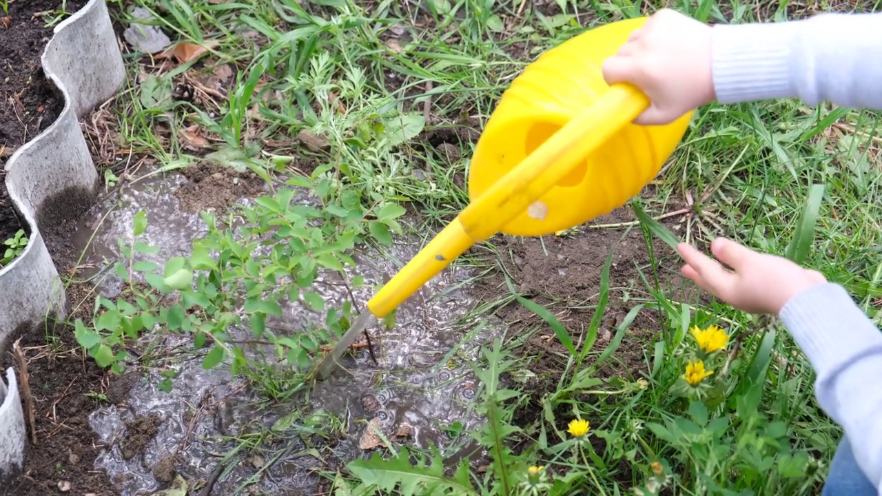 孩子在花园里用喷壶给植物浇水，帮助父母种植植物。与孩子在户外的活动。视频素材