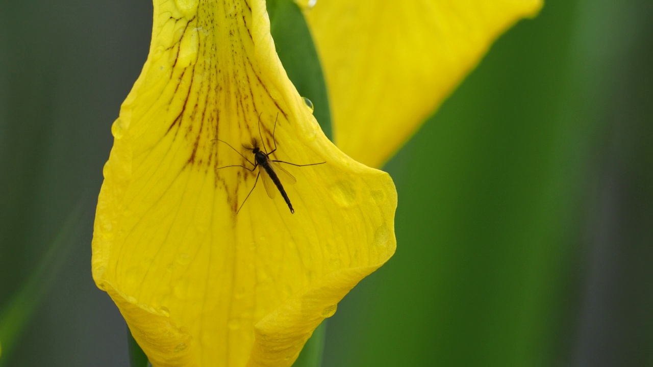 在英国湖区安布尔赛德的布拉塞河上，一只昆虫在黄旗花上。视频素材