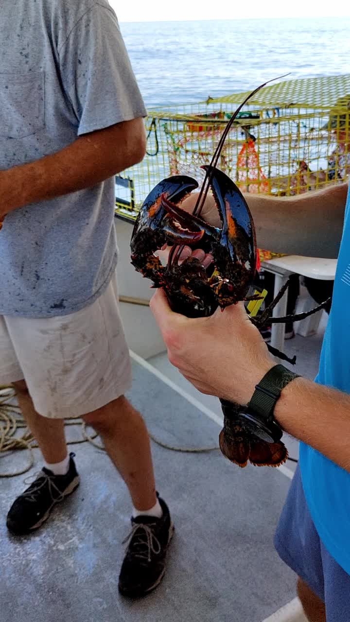 缅因州捕龙虾。用一种特殊的工具把黄色的橡皮筋绑在龙虾爪子上。视频素材
