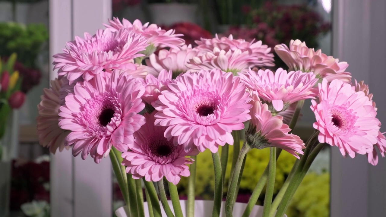 在花店旋转的粉红色非洲菊花束。节日礼物视频素材