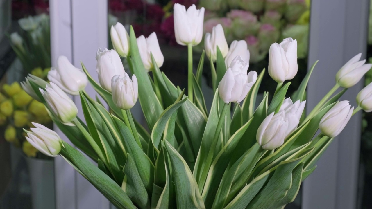 花店里一束束优雅的白色郁金香。视频素材