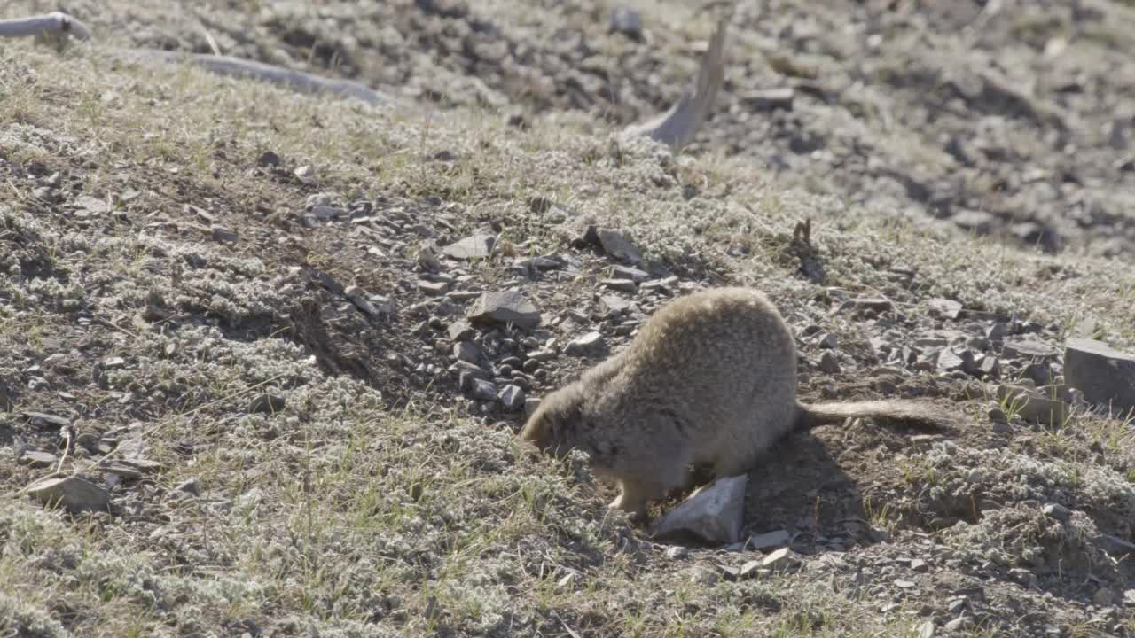 加拿大苔原上的北极地松鼠。视频下载