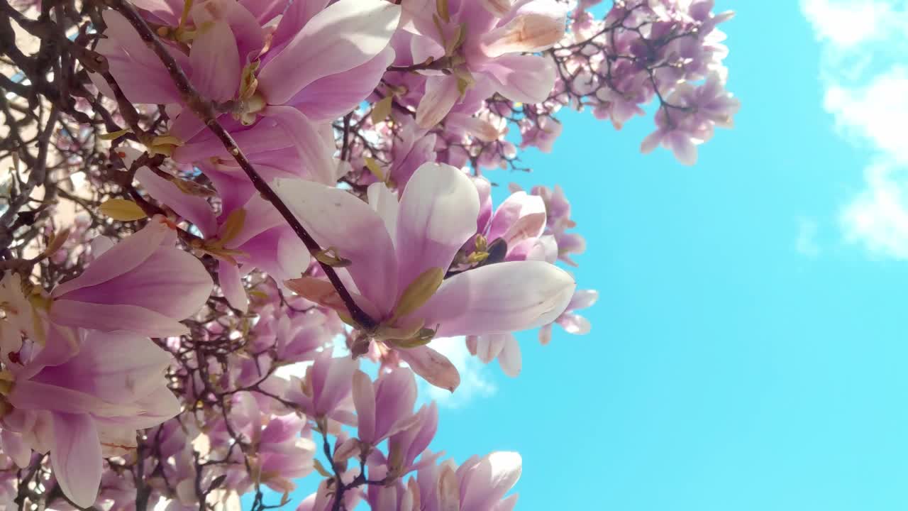 朵朵杜鹃花映衬着蓝天。春天自然杜鹃花背景。粉红色的杜鹃花特写视频素材