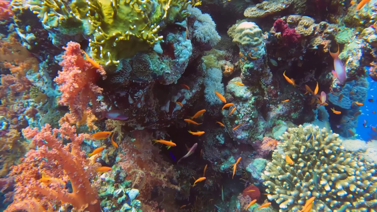 埃及红海壮丽珊瑚群的4k视频视频下载