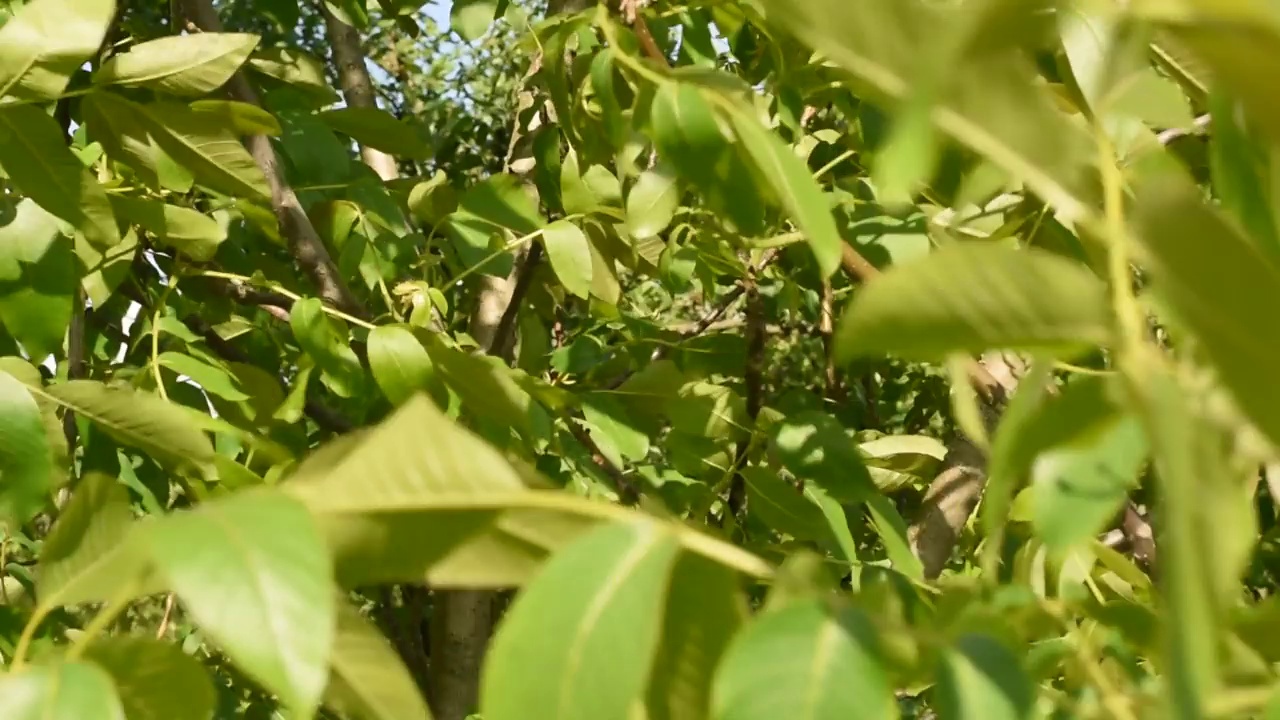 枝条和未成熟的核桃果实。视频素材