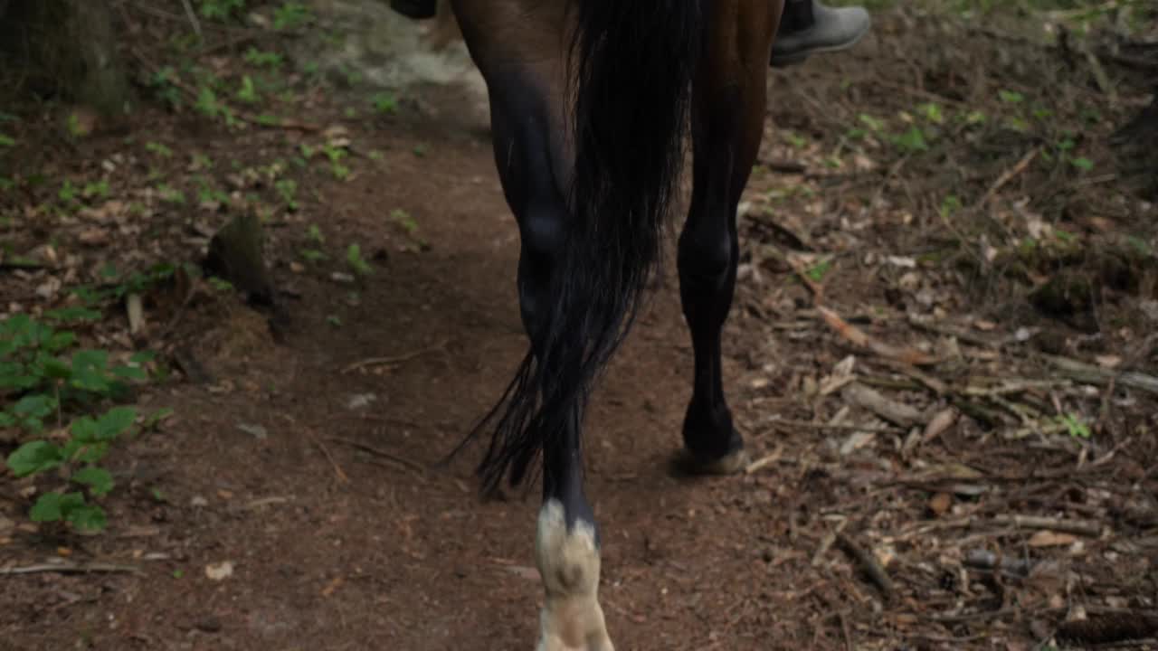 骑手骑马穿越森林，马匹循林间小路而行视频下载
