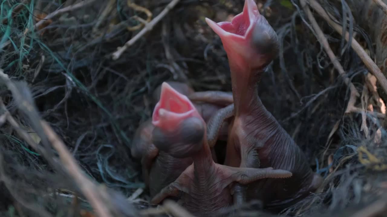 窝里饥饿的雏鸟视频素材