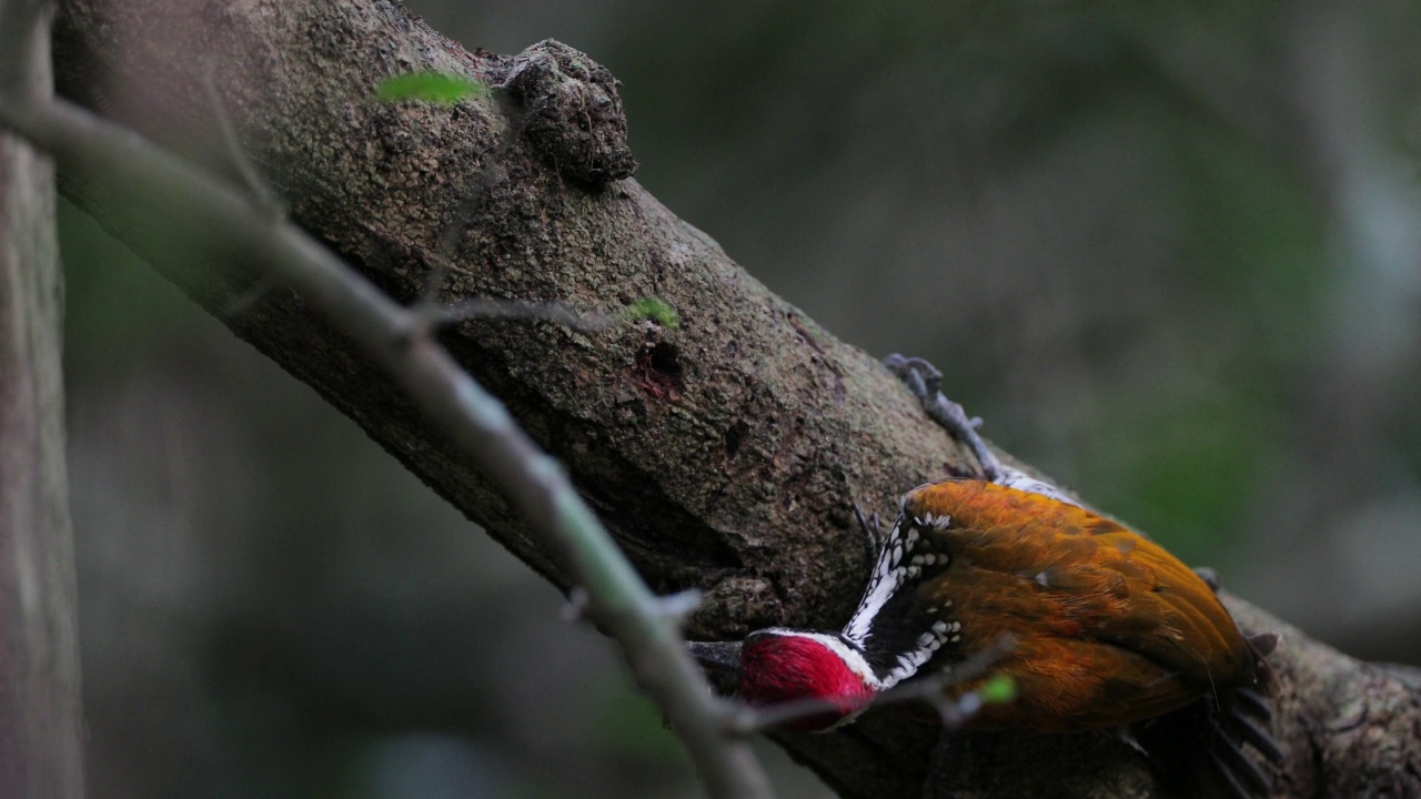 啄木鸟:成年雄性大斑啄木鸟(Chrysocolaptes guttacristatus)，也被称为大金背啄木鸟，大型金背啄木鸟或马氏金背啄木鸟视频素材