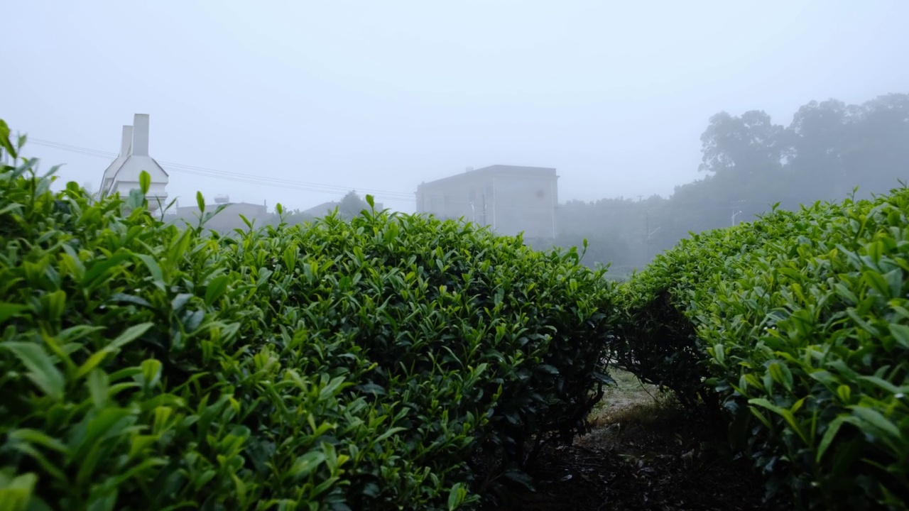雨后茶园的雾气和湿漉漉的绿茶叶子视频下载