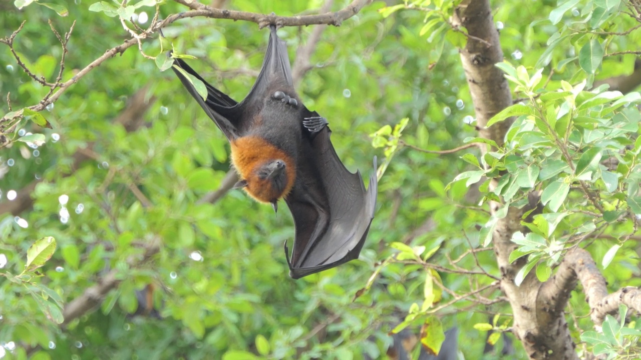 热带雨林中常见的挂在树上的狐蝠。视频下载
