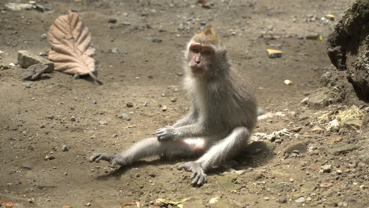 在公园里休息的猕猴视频素材