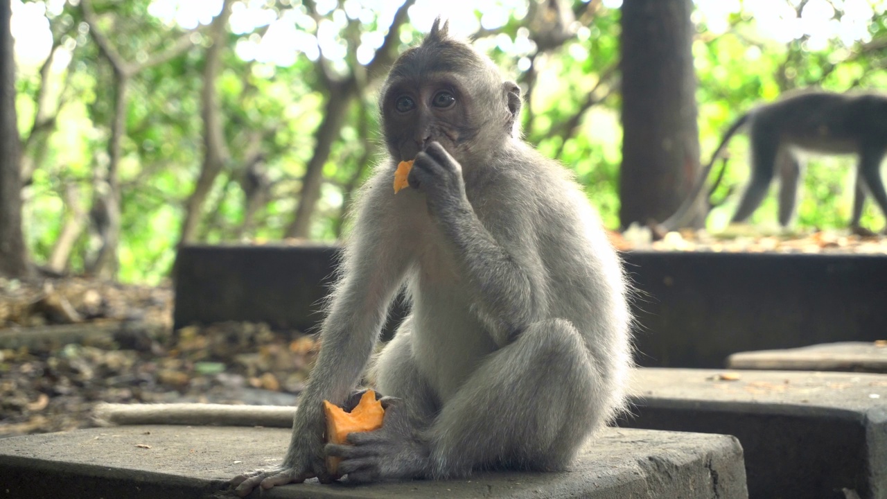 小猕猴在休息和进食视频素材