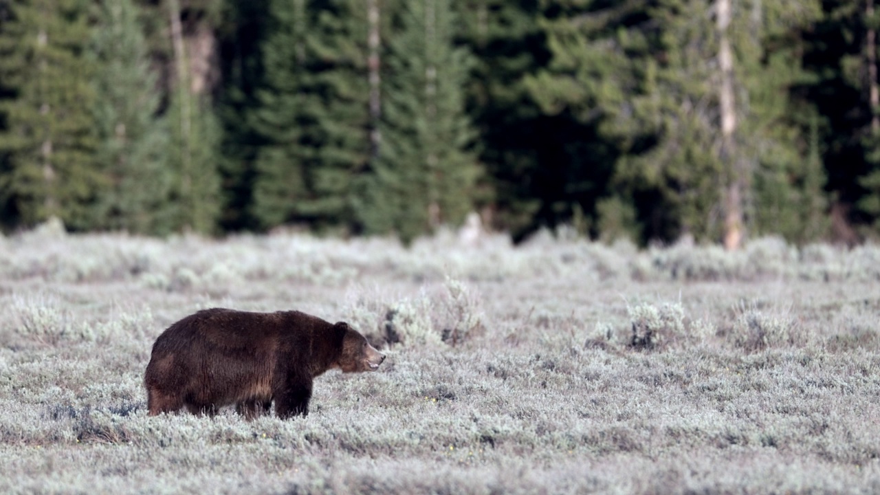 大雄性灰熊/野猪(Ursus arctos)追逐雌性的MS 4K镜头视频素材
