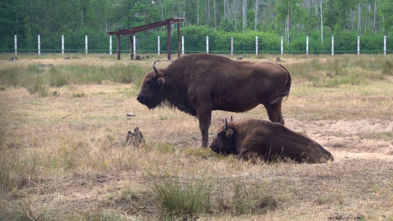 欧洲野牛在国家公园的有限围场里吃草。被囚禁的动物。视频素材