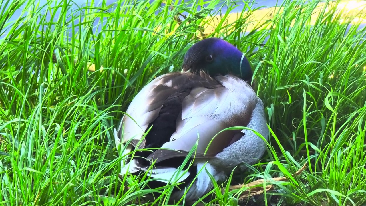野鸭鸟在河边的草地上休息。蓝色为首的野鸭视频素材