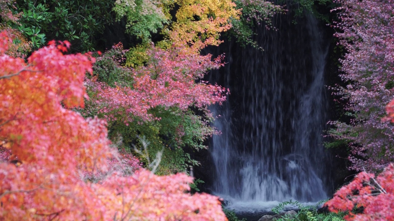 瀑布和五颜六色的秋叶颜色，4K分辨率视频下载